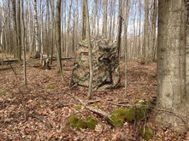 Hunting Blinds In The Forest